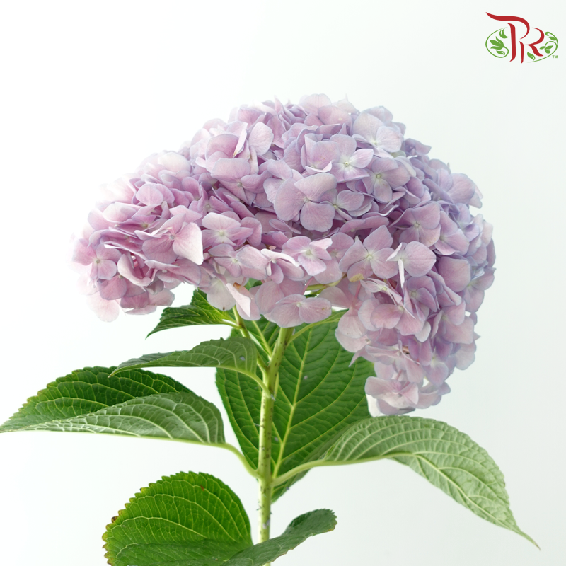 Hydrangea - Purpureus (Per Stem)