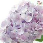 Hydrangea - Purpureus (Per Stem)