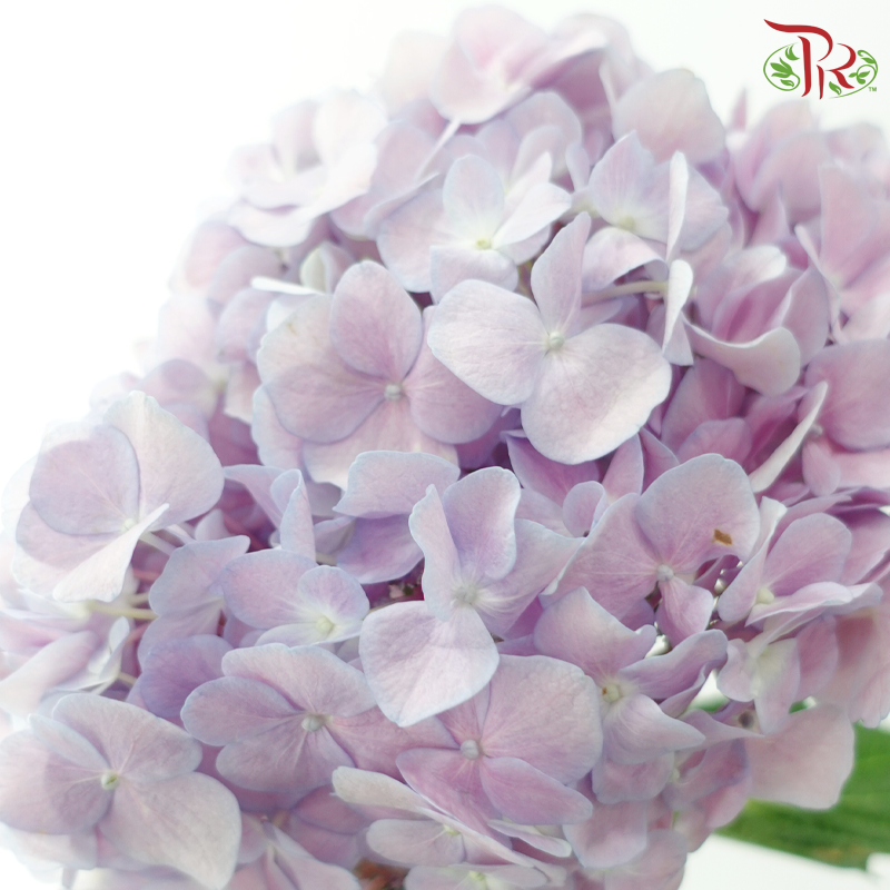 Hydrangea - Purpureus (Per Stem)