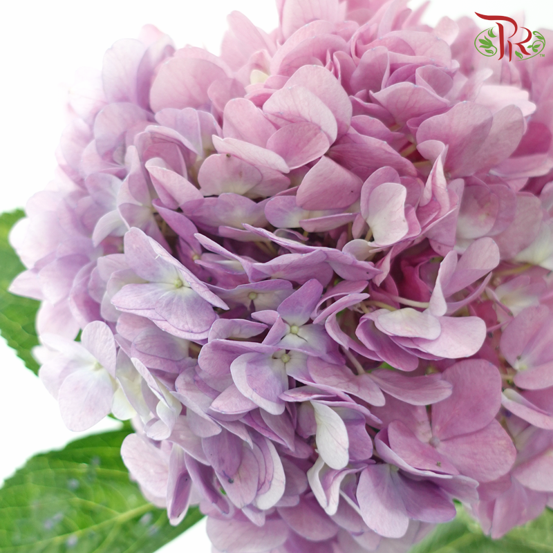 Hydrangea - Imperial Aura Lilac (Per Stem)