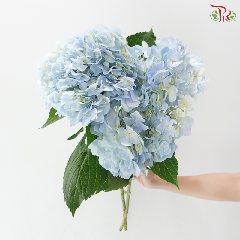 Hydrangea - Light Blue (2 Stems)