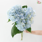 Hydrangea - Light Blue (2 Stems)