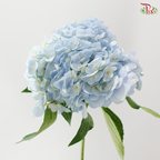 Hydrangea - Light Blue (2 Stems)