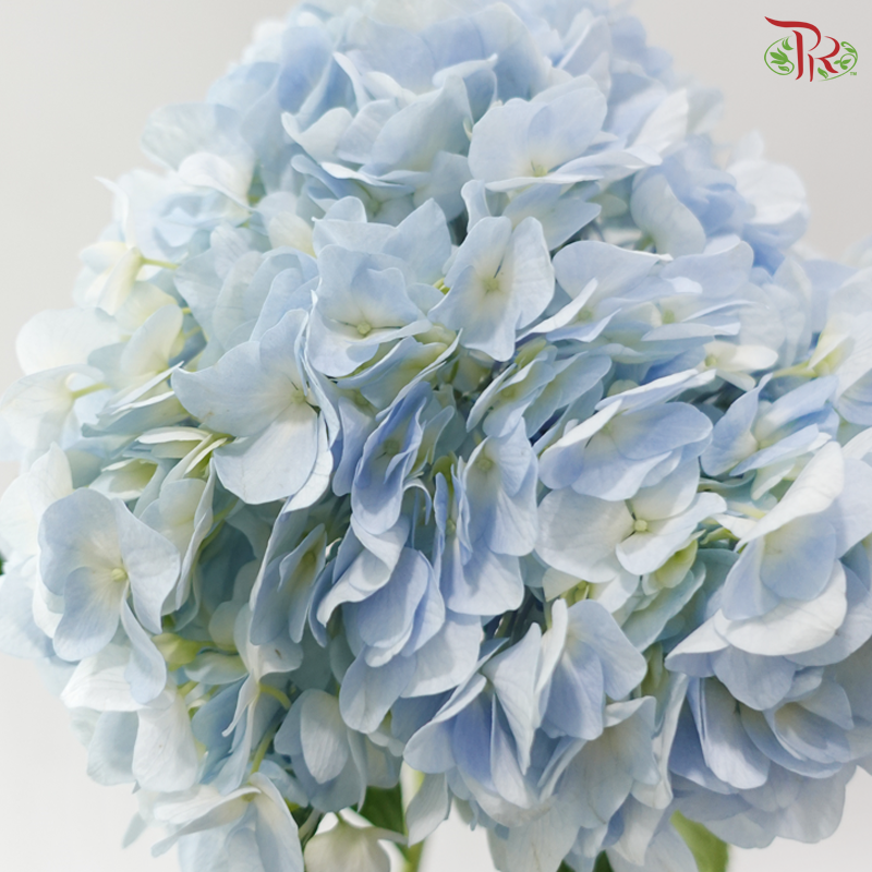 Hydrangea - Light Blue (2 Stems)