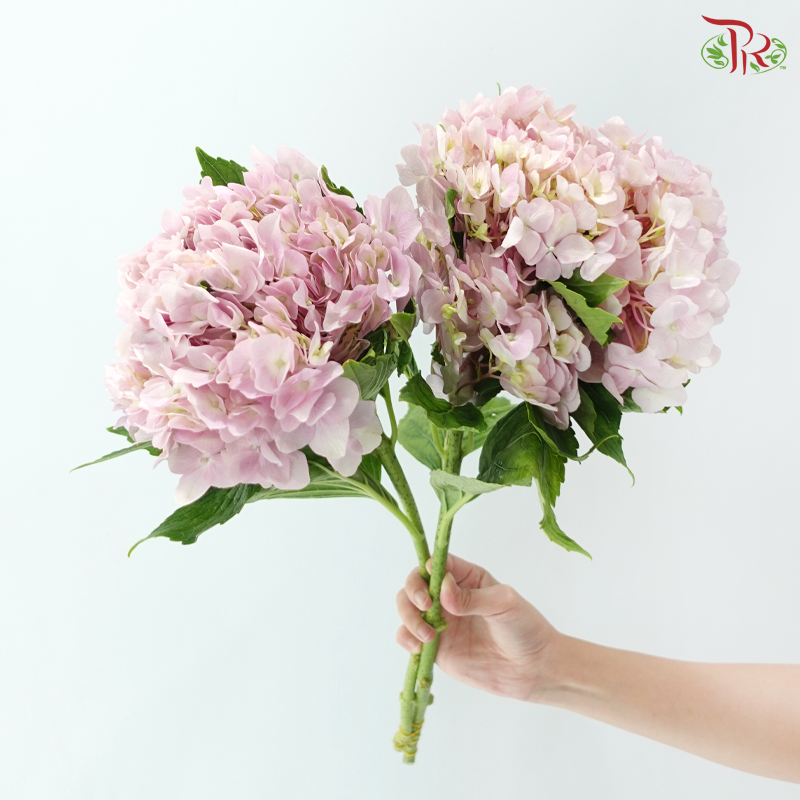 Hydrangea - Pink (2 Stems)