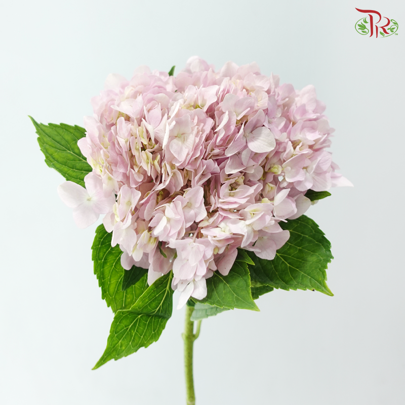 Hydrangea - Pink (2 Stems)