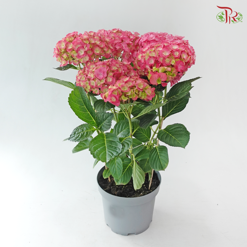 Hydrangea P190 Y05《绣球花》（Random Choose Color)