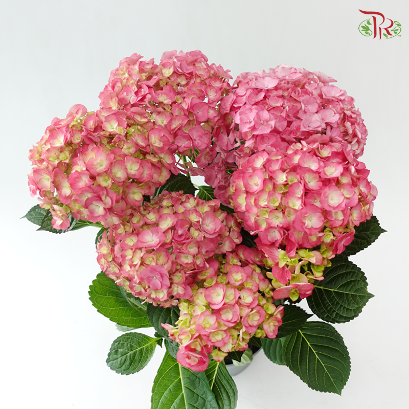 Hydrangea P190 Y05《绣球花》（Random Choose Color)