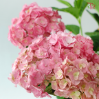 Hydrangea P190 Y05《绣球花》（Random Choose Color)