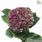 Hydrangea Double Petals - Autumn Purplish (Per Stem)
