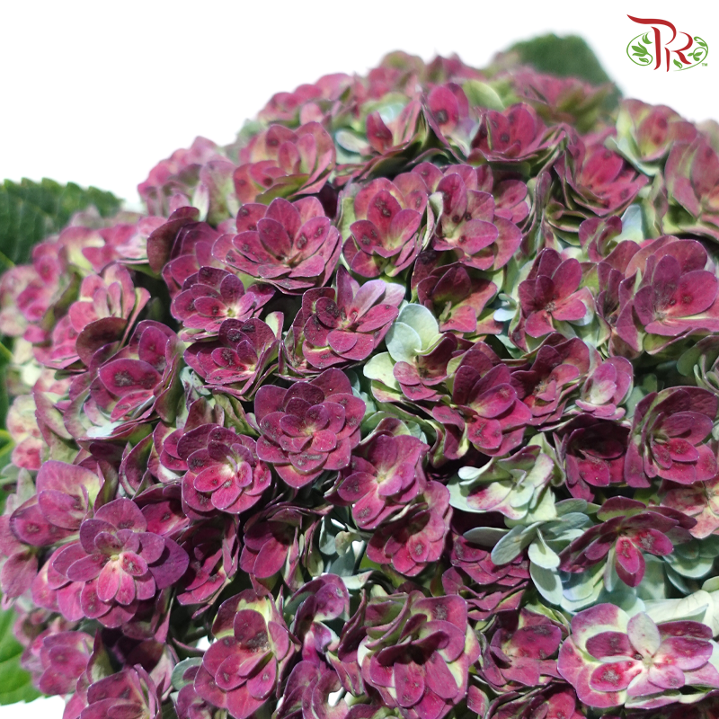 Hydrangea Double Petals - Autumn Purplish (Per Stem)