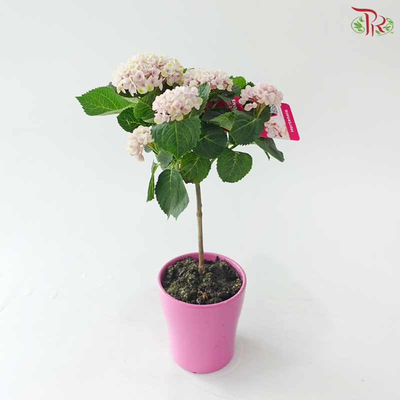 Hydrangea Magical Evolution 140 - 40cm《绣球花》
