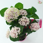 Hydrangea Magical Evolution 140 - 40cm《绣球花》