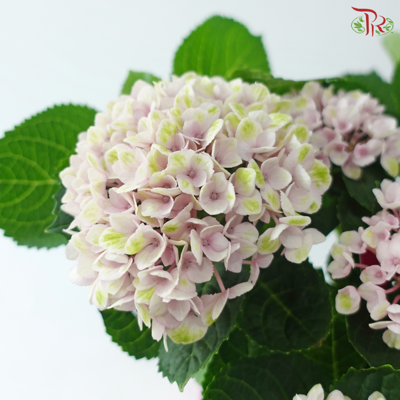 Hydrangea Magical Evolution 140 - 40cm《绣球花》