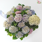 Hydrangea Magical Revolution 230 - 55cm《绣球花》