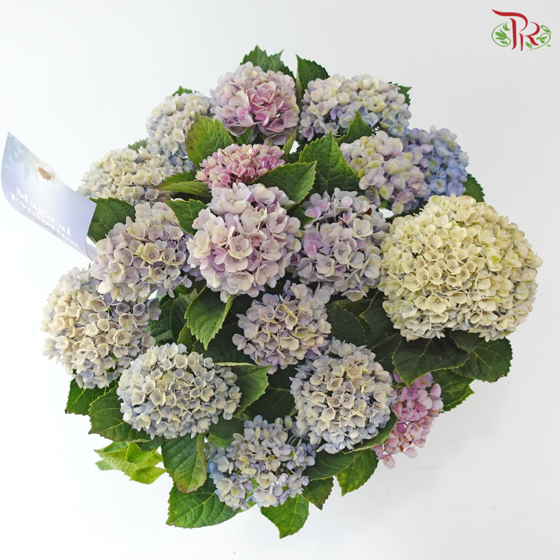 Hydrangea Magical Revolution 230 - 55cm《绣球花》
