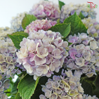 Hydrangea Magical Revolution 230 - 55cm《绣球花》
