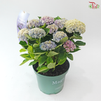 Hydrangea Magical Revolution 230 - 55cm《绣球花》
