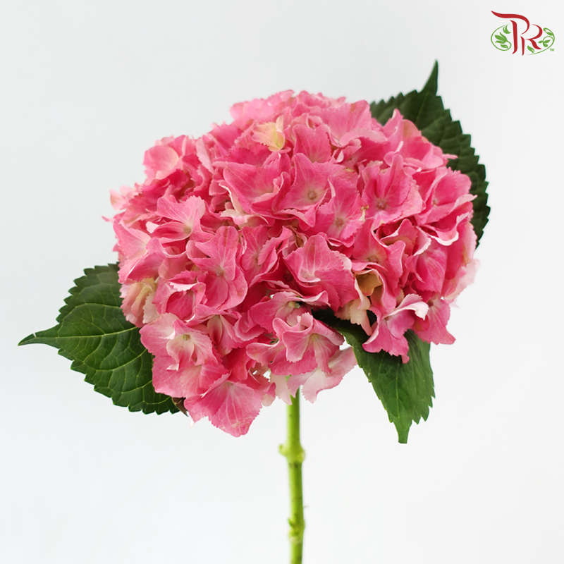 Hydrangea - Scarlett (Per Stem)