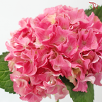 Hydrangea - Scarlett (Per Stem)