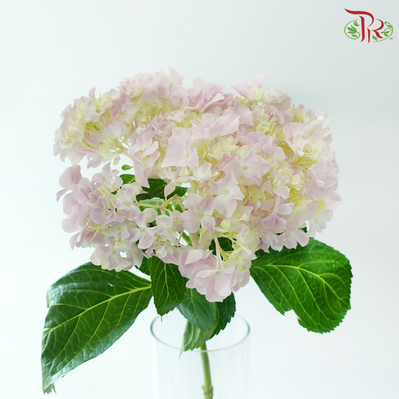 Hydrangea Sharp Petals - Light Pink (Per Stem)