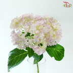 Hydrangea Sharp Petals - Light Pink (Per Stem)