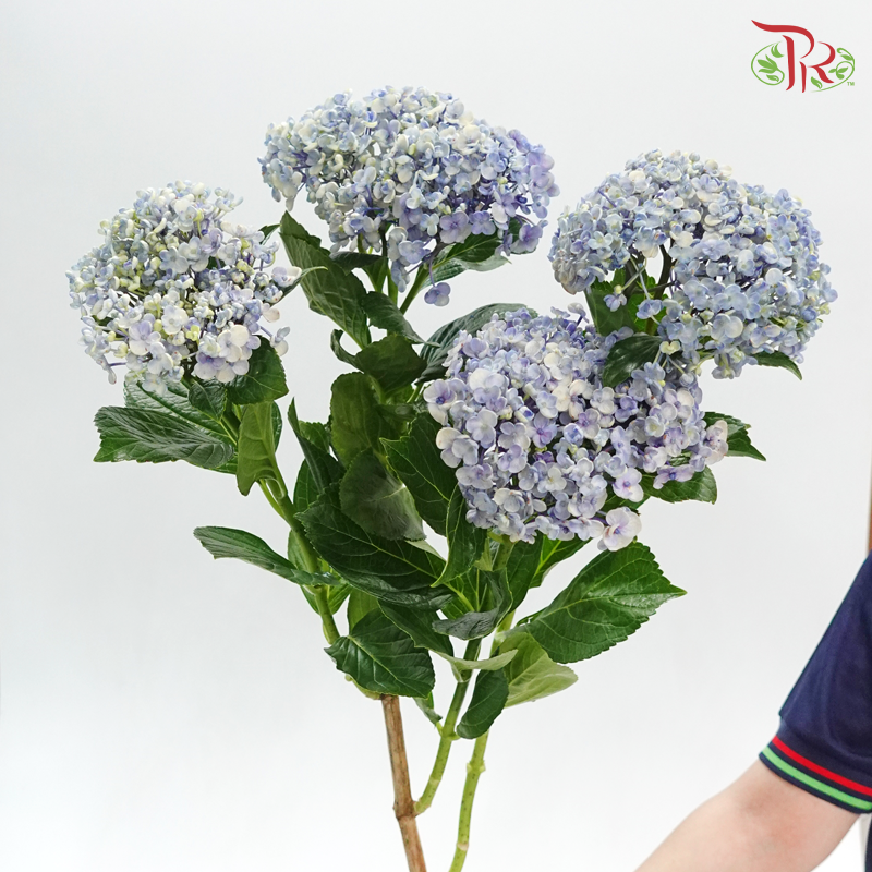 Hydrangea Spray (4-6 Heads) - Blue (Per Stem)