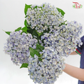 Hydrangea Spray (4-6 Heads) - Blue (Per Stem)