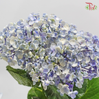Hydrangea Spray (4-6 Heads) - Blue (Per Stem)