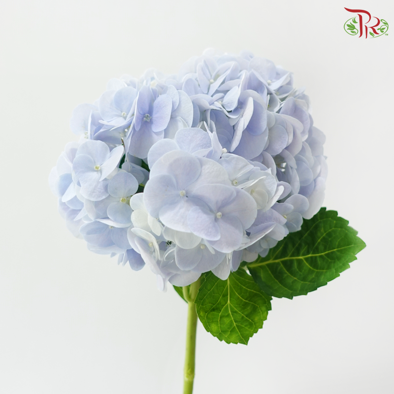 Hydrangea - Blue (Per Stem)