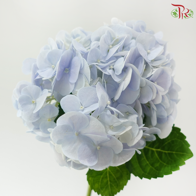 Hydrangea - Blue (Per Stem)