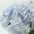 Hydrangea - Blue (Per Stem)