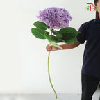 Hydrangea - Let’s Dance Lovable(Per Stem)