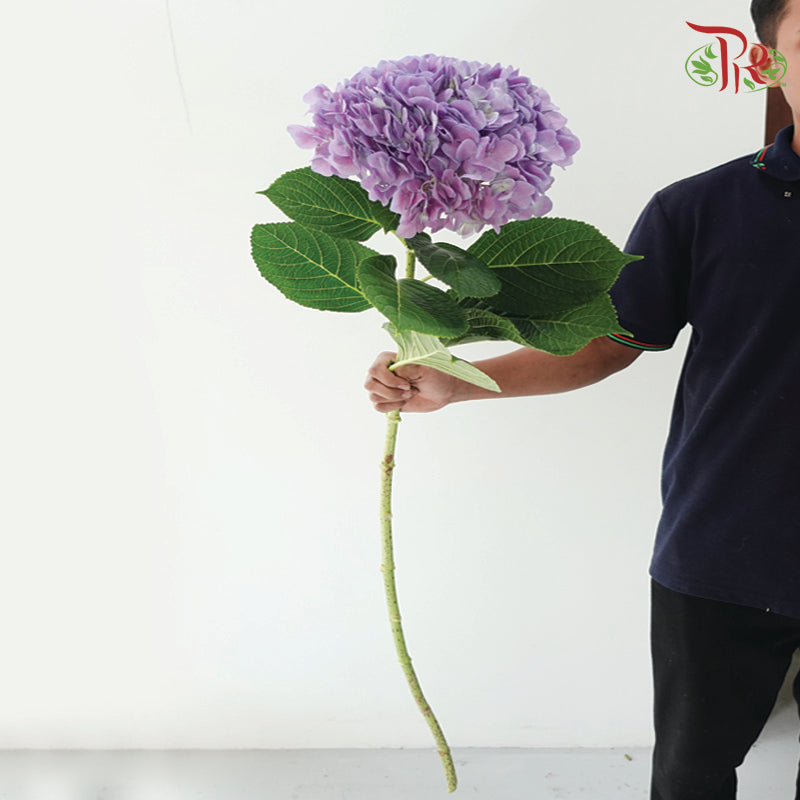 Hydrangea - Let’s Dance Lovable(Per Stem)