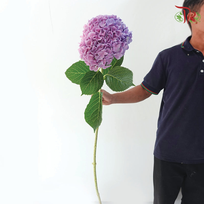 Hydrangea - Bicolour Purple Pink Double Shade (Per Stem)