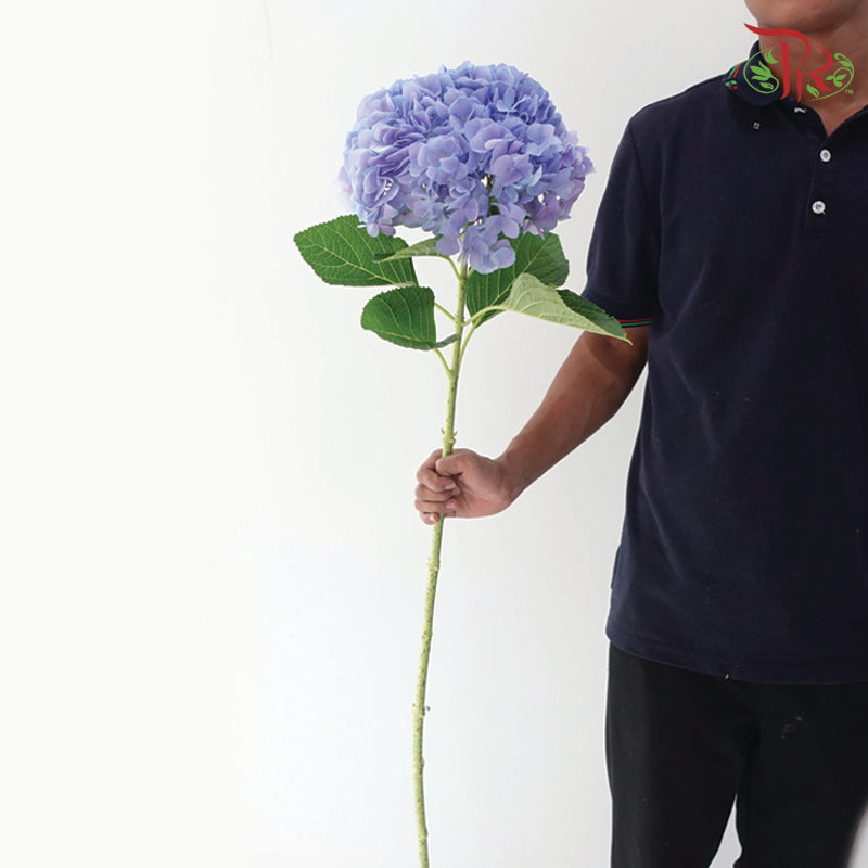 Hydrangea - Dodger / Sea Blue (Per Stem)  **Capitulum Measurement 14-16cm**