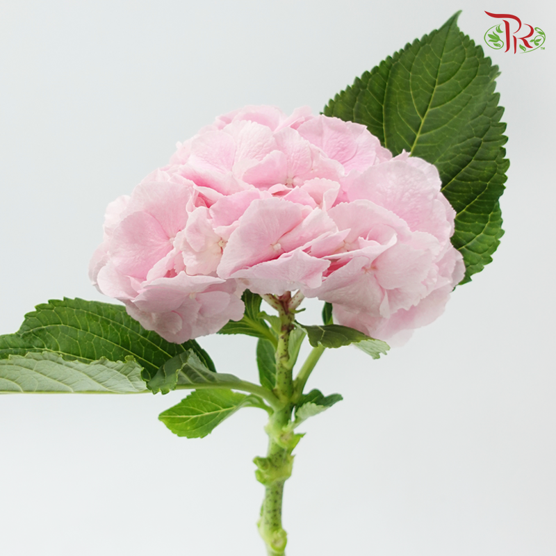 Hydrangea - Ballet Pink (Per Stem)