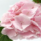 Hydrangea - Ballet Pink (Per Stem)