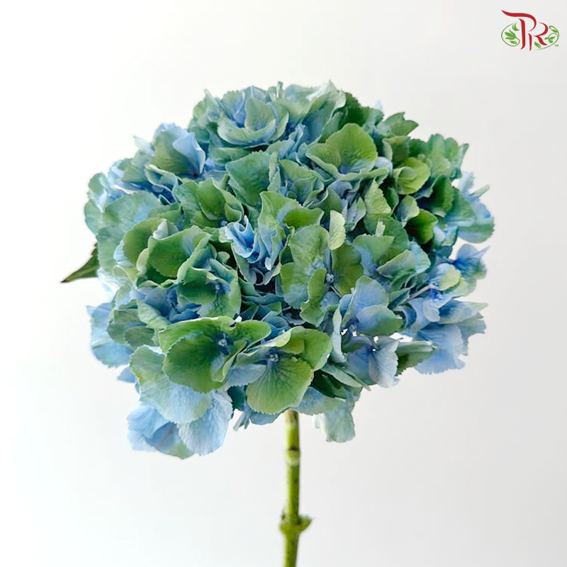 Hydrangea - Mixed Green & Blue (Per Stem)