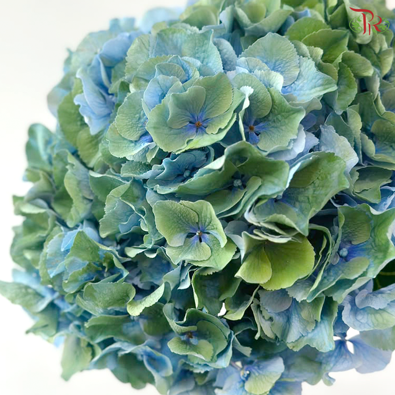 Hydrangea - Mixed Green & Blue (Per Stem)