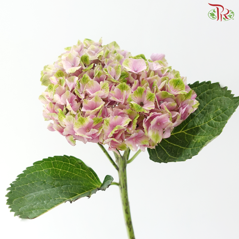 Hydrangea - Magical Coral (Per Stem)