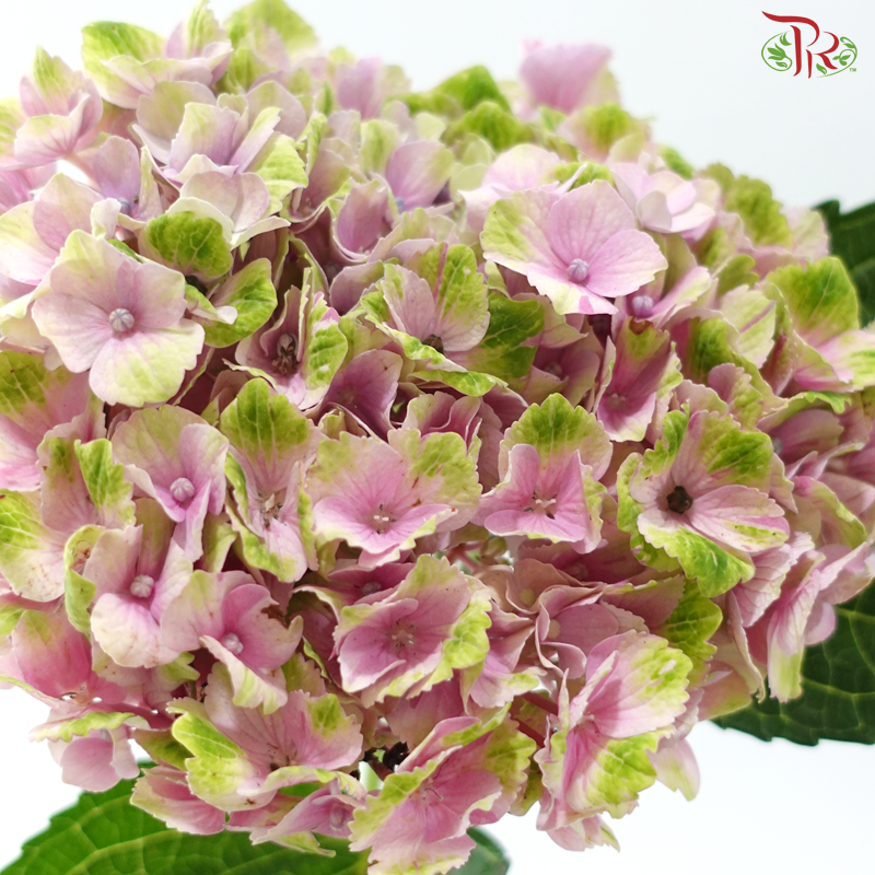 Hydrangea - Magical Coral (Per Stem)