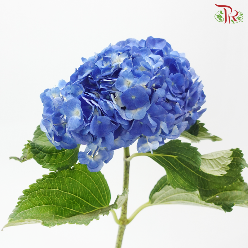 Hydrangea - Tufts Blue (Per Stem)
