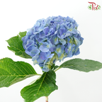 Hydrangea - Han Blue (Per Stem)  *Capitulum Measurement 14-16cm*