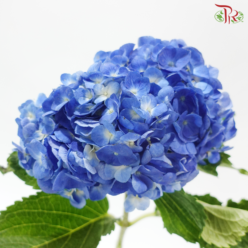 Hydrangea - Tufts Blue (Per Stem)