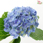 Hydrangea - Han Blue (Per Stem)  *Capitulum Measurement 14-16cm*