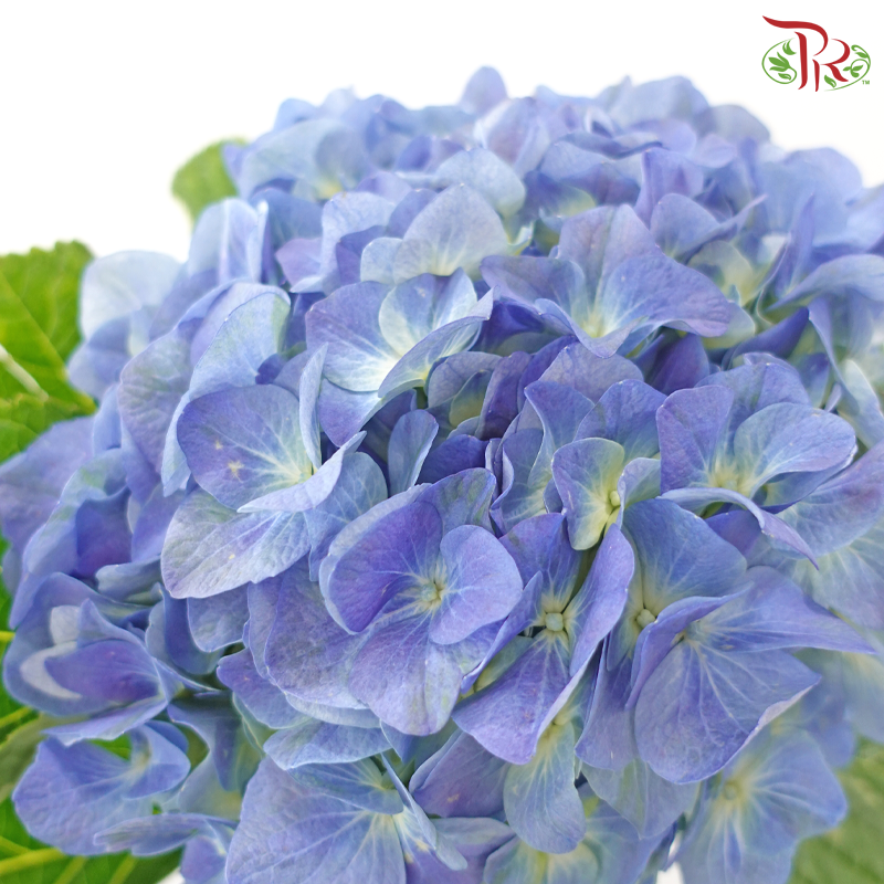 Hydrangea - Han Blue (Per Stem)  *Capitulum Measurement 14-16cm*