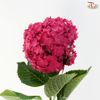 Hydrangea Double Petals - Cherry Pink (Per Stem)