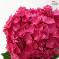 Hydrangea Double Petals - Cherry Pink (Per Stem)