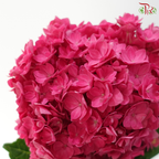 Hydrangea Double Petals - Cherry Pink (Per Stem)